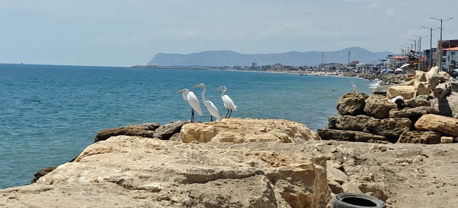 Egrets on the rocks by the sea in Crucita
