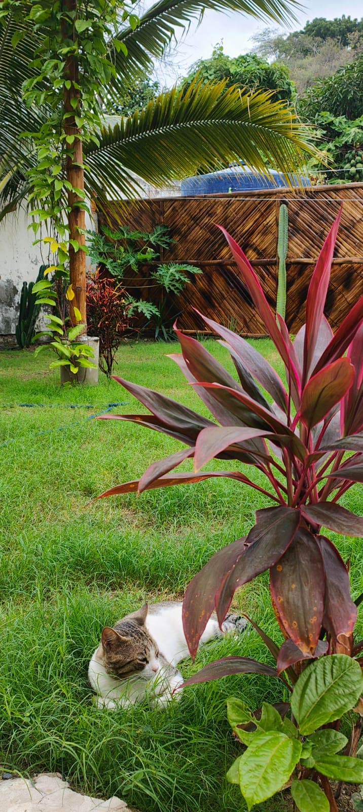 Cat resting in the garden among tropical plants